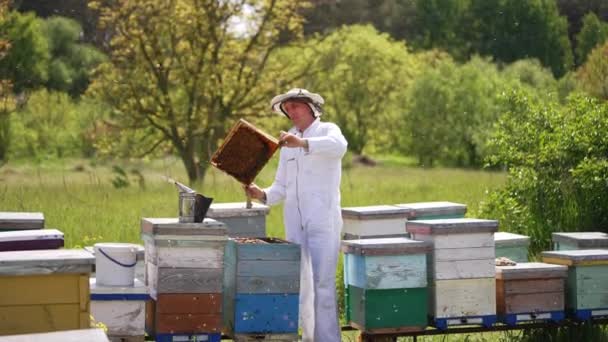 Apiarista Trabalhando Uma Fazenda Abelhas Entre Natureza Muitas Abelhas Voando — Vídeo de Stock