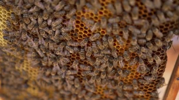 Медовые Пчелы Работают Над Сотовыми Сотами Фон Пчелиной Рамы Пчелами — стоковое видео