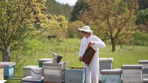 Včelařství Uvnitř Krásné Přírody Mistr Včel Drží Medový Rám Včelami — Stock video