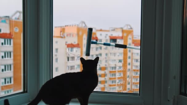 在城市的公寓里洗窗 害怕的猫坐在窗台上 从室外看刷子擦窗户 — 图库视频影像