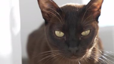 Bir kedi portresi. Birmanyalı bir kedinin büyük gözleri kameraya bakıyor. Sevimli bir evcil hayvanın yüzü. Yakın plan..