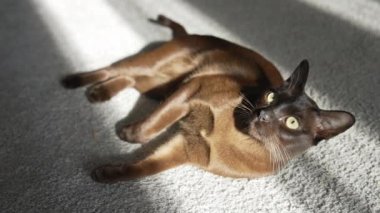 Güzel kedi rahat bir halıda dinleniyor. Pedigree kahverengi burma kedisi güneş ışığında yerde yatar ve kenarlara bakar..