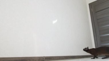 Kapalı alanda oynaşan Burmalı kedi. Duvarda zıplayan ve odada oynayan komik bir evcil hayvan. Kahverengi kısa kedicik..
