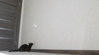 Şaşırtıcı safkan kedi duvara tırmanıyor. Güzel, kahverengi bir kedi zıplıyor ve duvarda güneşli bir nokta yakalamaya çalışıyor..