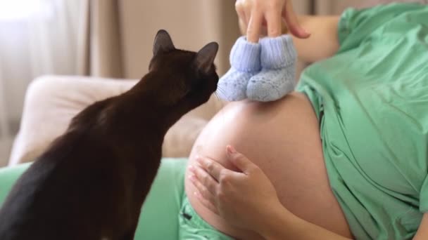 年轻的孕妇和黑猫在家里 女人在等一个抱着针织袜子的孩子 孕妇躺在沙发上和家养动物玩耍 怀孕和宠物 — 图库视频影像