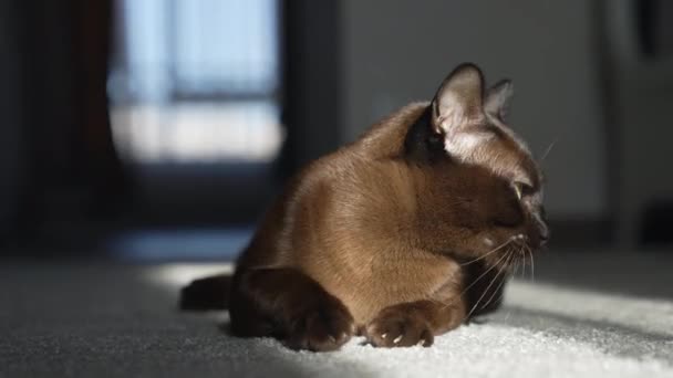 Gepurekweekte Burmaanse Kat Bruine Huiskat Het Tapijt Schattig Poesje Dat — Stockvideo