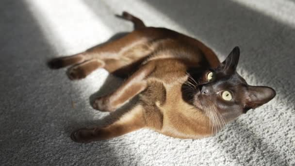 Красивая Кошка Отдыхает Удобном Ковре Родословная Коричневая Бирманская Кошка Лежит — стоковое видео