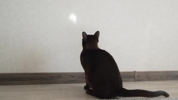 Забавный Коричневый Котенок Играет Помещении Бирманская Кошка Пытается Поймать Световое — стоковое видео