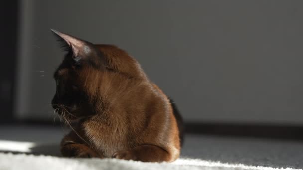 Портрет Бирманской Кошки Прекрасный Коричневый Чистокровный Кот Лежащий Уютном Ковре — стоковое видео