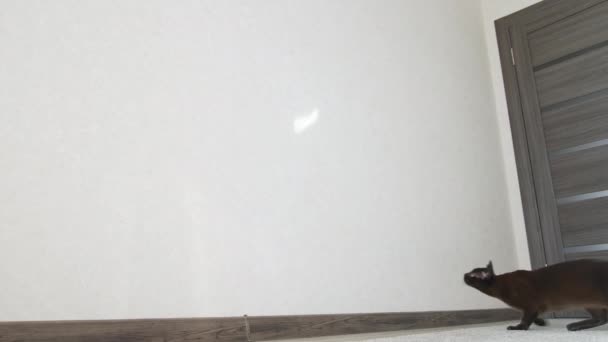Игривый Бирманский Кот Помещении Смешно Родовое Животное Прыгающее Стену Играющее — стоковое видео