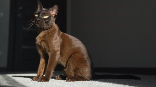 Симпатичная Бирманская Кошка Сидит Полу Коричневый Чистокровный Кот Комнате Прекрасный — стоковое видео