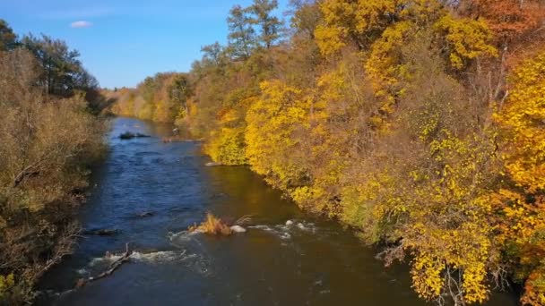 秋の季節に美しい黄色い木の間の川 秋の両側から黄金の木の間に流れる狭い青い川 — ストック動画