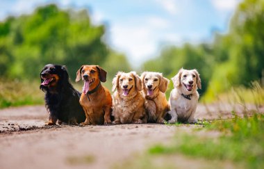 Yolun kenarında oturan bir grup köpek, caddede toplanan köpek. Bir köpek sürüsü toplandı, sakince yol kenarında oturdular..