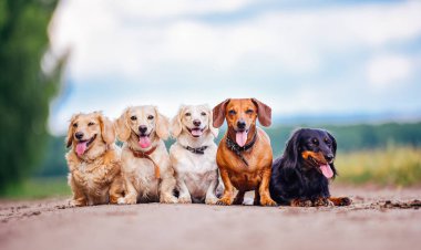 Yolda Birlikte Oturan Köpekler Grubu. Farklı cins ve büyüklükteki bir grup köpek bir yolda yan yana otururlar..