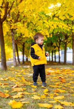 Ağaç Yaprakları 'nda duran küçük çocuk. Küçük bir çocuk, görkemli bir ağacın altındaki renkli sonbahar yapraklarının arasında neşeyle duruyor..