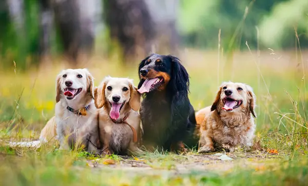 Group of Dogs Sitting in Grass. Several dogs sitting together in a grassy area.