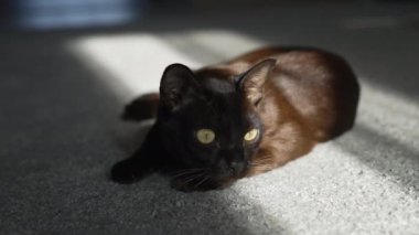 Birman kedisi. Kahverengi ev kedisi halıya uzanmış, kameraya bakıyor. Keyifli ve tembel ruh hali.