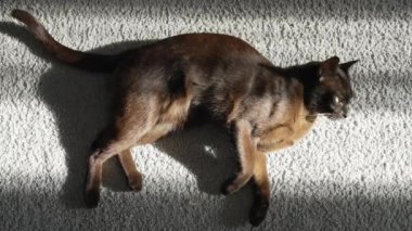 Kahverengi burma kedisi. Büyük kahverengi erkek kedi rahat ve açıkta duruyor..