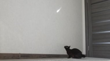 Komik kedi evde zıplıyor ve avlanıyor. Kahverengi Burma kedisi.