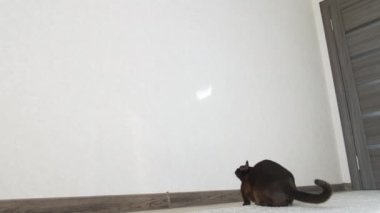 Oyuncu Birmanyalı kedi atlayışı. Kahverengi Burma kedisi