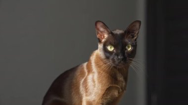 Kahverengi burma kedisi çikolata rengi ve sarı gözlü