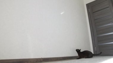 Komik Burmalı kedi zıplayıp oynuyor. Kahverengi Burma kedisi.