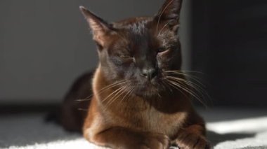 Birman kedisi. Kahverengi ev kedisi halıya uzanmış kameraya bakıyor ve gözlerini kısıyor. Keyifli ve tembel ruh hali.