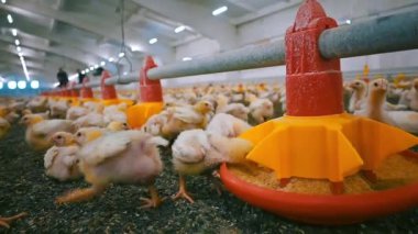 Küçük tavukları olan büyük kümes hayvanları çiftliği. Tavuk üretim fabrikasının beslenme ve içme ızgaraları için modern otomatik ekipman
