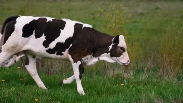 牛在牧场上吃草 — 图库视频影像