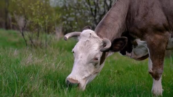 Корова Випасає Лузі Велика Рогата Худоба Стоїть Зеленому Полі — стокове відео