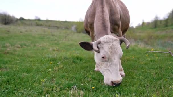 Корова Випасає Лузі Велика Рогата Худоба Стоїть Зеленому Полі — стокове відео