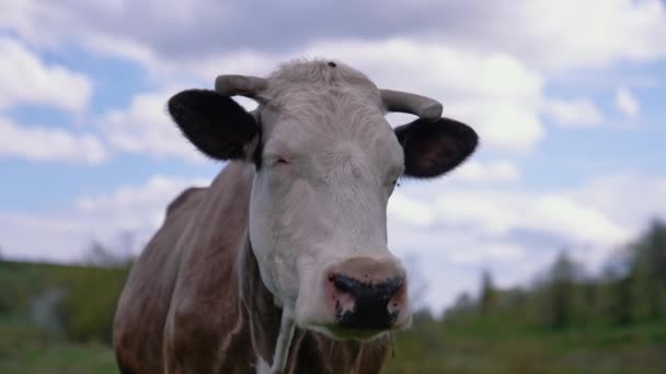 牛在牧场上吃草 — 图库视频影像