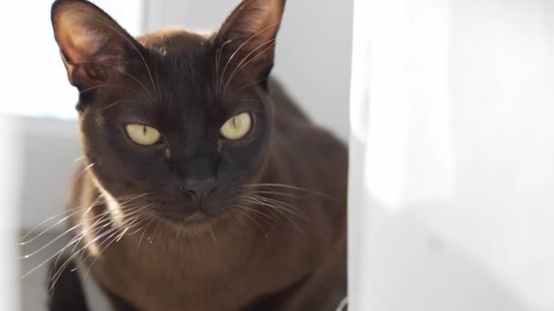 Braune Burmesische Katze Mit Schokoladenfarbenem Fell Und Gelben Augen — Stockvideo