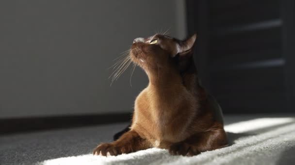 Коричневая Кошка Лежит Смотрит Камеру Бирманская Кошка — стоковое видео