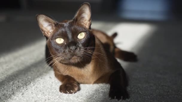 Braune Burmesische Katze Mit Schokoladenfarbenem Fell Und Gelben Augen — Stockvideo