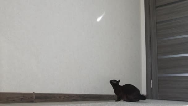 面白い猫が家でジャンプして狩りをしている ブラウン バーミーズ キャット — ストック動画