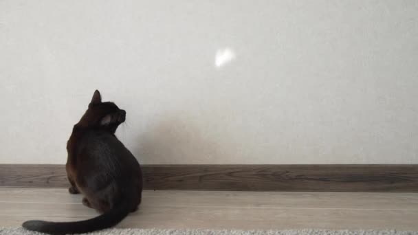 Смешной Бирманский Кот Прыгает Играет Бурманская Кошка — стоковое видео