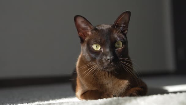 Коричневый Бирманский Кот Большая Кошка Смотрит Камеру — стоковое видео