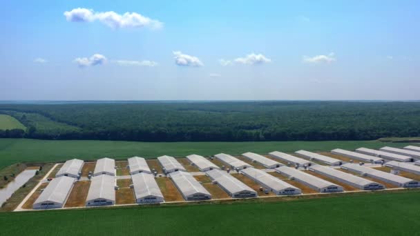 在薄雾蒙蒙的夏日清晨 用谷物箱 谷仓和田野建立起拍摄 空中飞行的家庭农场 耕作概念 — 图库视频影像