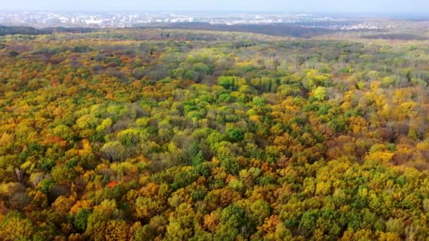 배경입니다 다채로운 나무가있는 잎이있는 가을에 결정적인 — 비디오