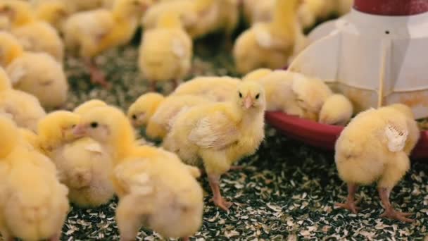 Creşterea Păsărilor Curte Puii Galbeni Care Mănâncă Hrană Compusă Alimentatoare — Videoclip de stoc