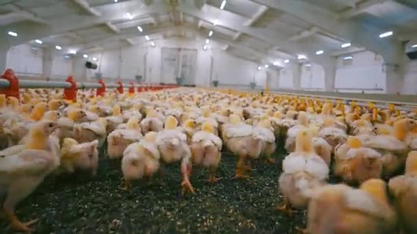 多くの赤ちゃんの鶏が現代の家禽農場で走っています 農業ビジネスコンセプト — ストック動画