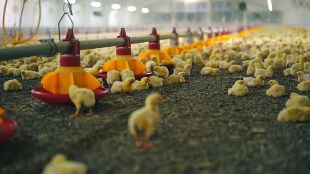 Pohled Kuřata Velké Drůbeží Farmě Ptáčci Jedí Obilí Speciálního Krmítka — Stock video