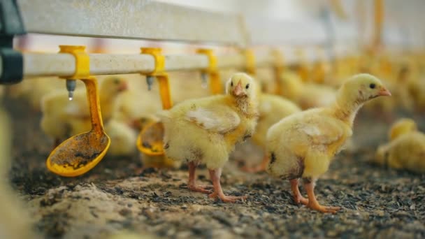 若い黄色の鶏は 養鶏場に立って 特別なフィーダーから穀物を食べる 鳥類及び農業事業の概念 — ストック動画