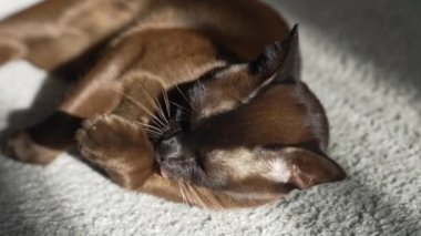 İçerideki sevimli kahverengi kedi. Kedi evdeki halıya uzanıyor ve dinleniyor. Hayvanlar kavramı