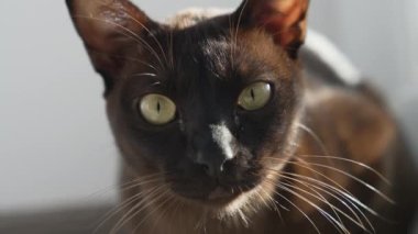İçerideki sevimli meraklı kedi. Güzel kahverengi kedi evde yerde uzanıyor ve kameraya bakıyor.