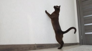 Evde kedi oynuyor. Enerjik kahverengi kedi duvardan atlarken evde oynar.