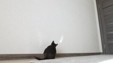 Soylu kedi yavrusu güneşin yansımasını yakalar. İçeride oynayan sevimli Burma kedisi. Evdeki komik safkan kedi.