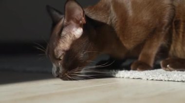 Dışarıda kedi kokluyor. Evde dinlenen evcil kediyi kapat. Oturma odasında kedi var. Hayvanlar kavramı