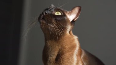 Birman kedisi. Kahverengi ev kedisi halıya uzanmış, bir şeye bakıyor. Memnun ve tembel ruh hali konsepti